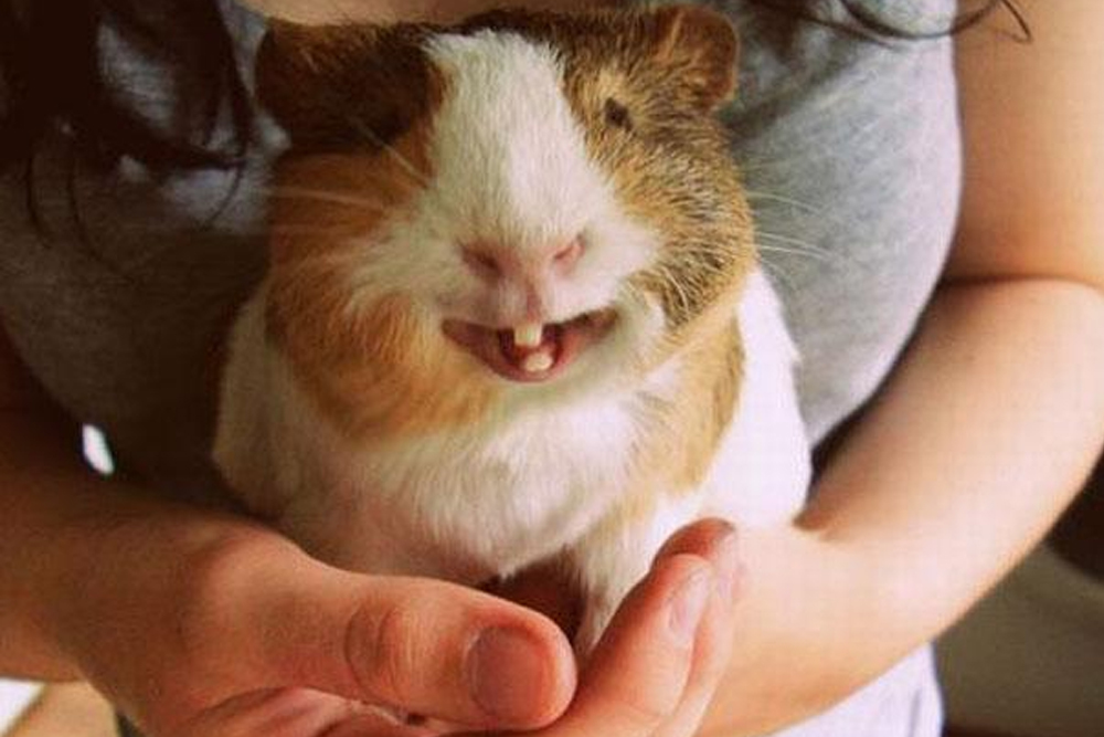 National Smile Month: Funniest Animal Smiles