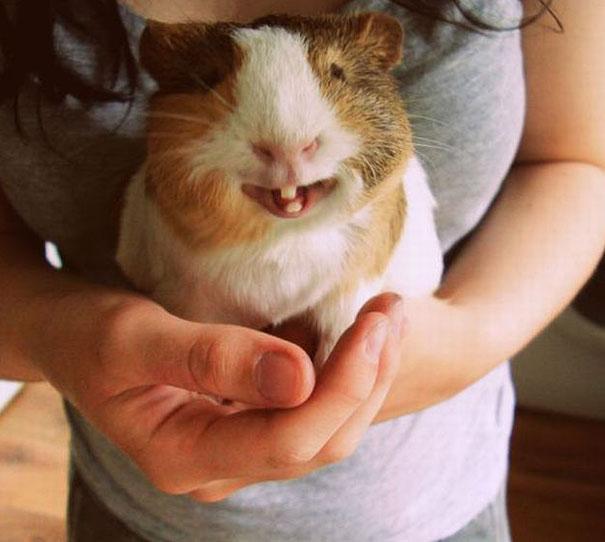 National Smile Month: Funniest Animal Smiles